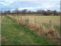 Footpath junction in Orchard