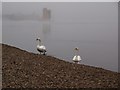 Swans, Strathclyde Loch