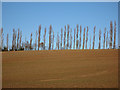 Line of straggly poplars