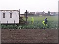 Cauliflower Pickers in field