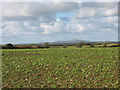 View north westwards across a field of kale at Treddolphin Farm