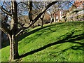 Trees and lawn by Weirfield Road