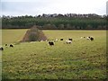 Sheep grazing near Inthorpe