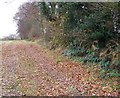 Footpath to Blagdon Copse