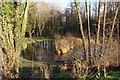 Pond, Coed Parc-y-Van