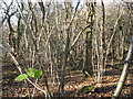 Coppiced hazel wood