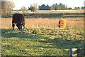 Highland Cow and Calf near Loch of Kinnordy