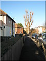 Severely pruned tree in Salterns Avenue