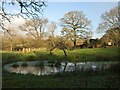 Pond, Forder Green