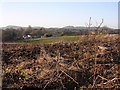 Rhubarb field