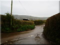 Cattle viewing Four Cross