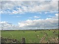 Grazing cattle at Cerrig Cafael Farm