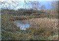 Small pond in the Osiers Nature Area