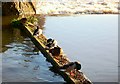 Ducks Preening