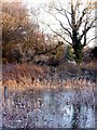 Splitwind Pond at Cadnam