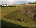 Fields at Parkfield