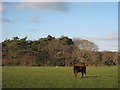 The Southern edge of Magor Plantation