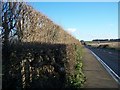 Stepped Hedge on London Road