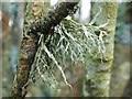 NS3778 : A lichen - Ramalina farinacea by Lairich Rig