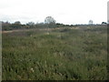 Old Plantation Heath, Turbary Common