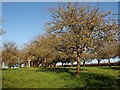 Orchard near Bumpston Bridge