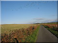 Flocks of lapwings and sheep at Bwlan