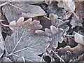 Frosted leaves