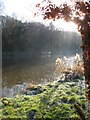 Riverbank beside the River Weaver