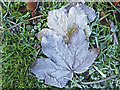 Frosted leaves