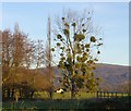 Mistletoe, Park Farm, Colwall