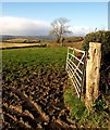 Tree and gate, Higher Penn