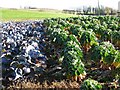 Field of winter vegetables by South Farm