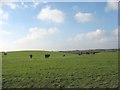 Welsh Blacks at Grug-fawr Farm