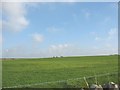 Improved grassland at Grug-fawr Farm