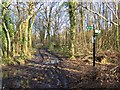 Footpath/Bridleway Junction in Monkdown Wood