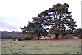 Twin Pines at sunset, New Forest National Park