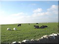 Cattle and sheep at Neuadd Farm