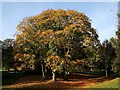 Autumnal Tree at Haden Hill Park