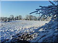 Mobberley Nature Reserve from Townfield Road