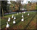 Geese on the march, Roath Park, Cardiff