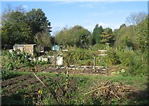 TL4556 : Well kept allotments by Mr Ignavy