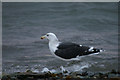 HP5900 : Great Black-backed Gull (Larus marinus), Uyeasound by Mike Pennington