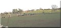 Sheep and cattle at Caehoedyn Farm