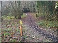 Footpath junction in Gorham and Admiral Community Wood