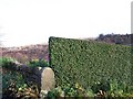 SK3087 : Top Topiary on Roscoe Bank, Rivelin Valley, Sheffield by Terry Robinson