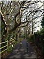 Dawlish Bridleway 5