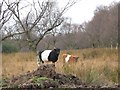 NY8161 : Belted Galloways near Langley by Mike Quinn