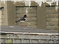 Red billed flying thing at Spey Bay