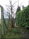 TQ0049 : Footpath branching off Pewley Hill just past the waterworks by Basher Eyre