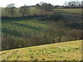 Fields below Bellingdon